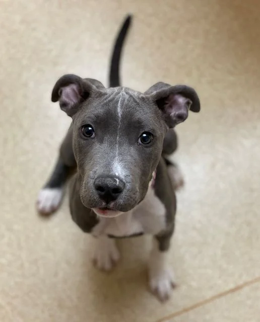 blue puppy
